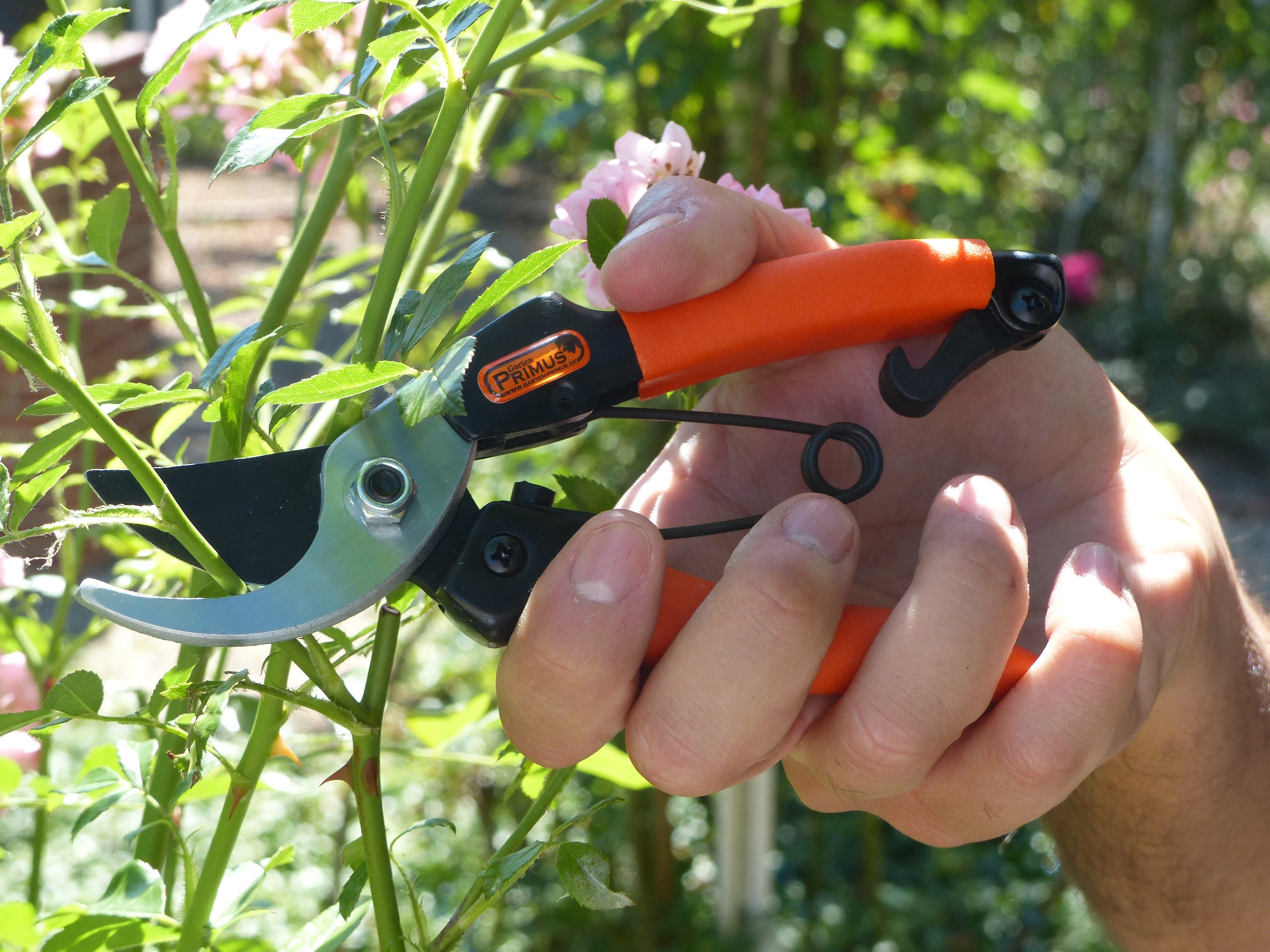 Hand hält orangefarbene Damen-Gartenschere und schneidet grüne Pflanzenstiele im Freien im Sonnenlicht.
