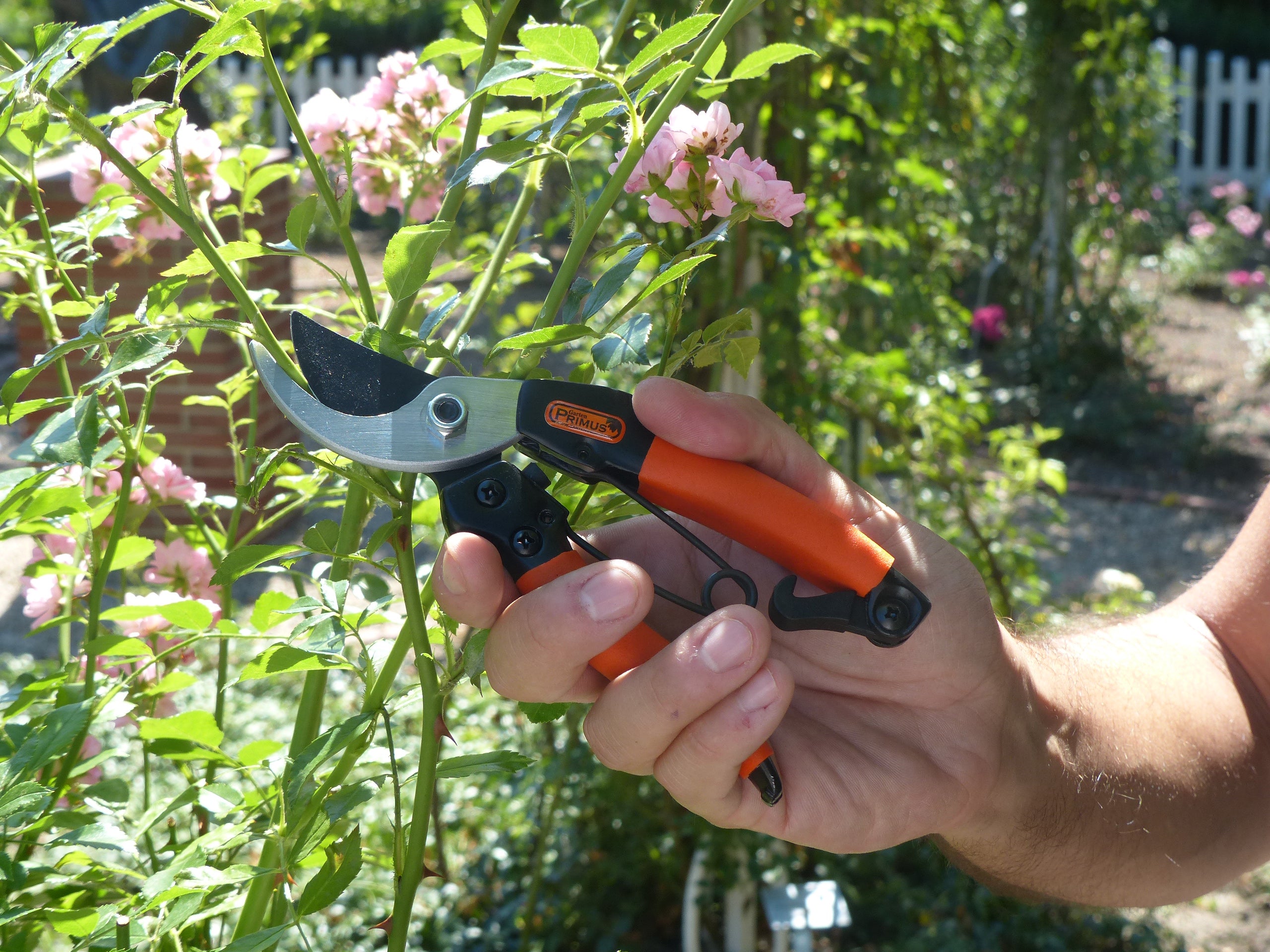 Eine Hand, die die Damen-Garten-Schere hält, schneidet einen Rosenbusch in einem Garten.