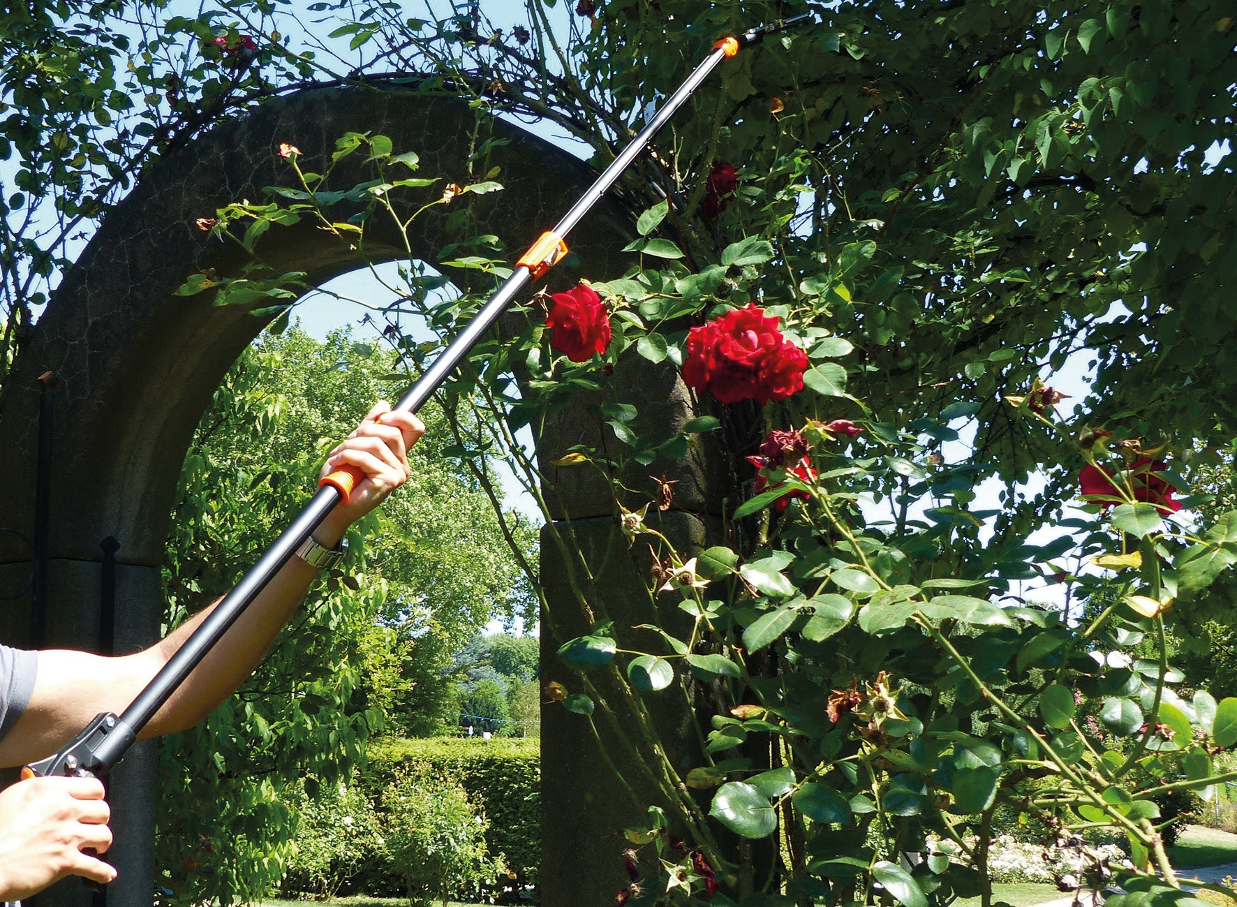 Mit der Rosenkavalier. Rosen-Schere, teleskopierbar, lassen sich hohe Rosenzweige in der Nähe eines Gartenbogens mühelos und präzise stutzen.