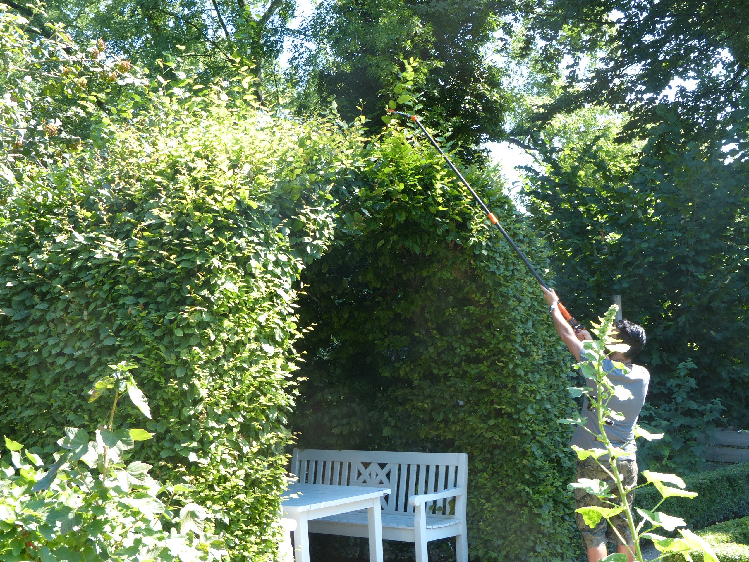 An einem sonnigen Tag schneidet eine Person mit der teleskopierbaren Rosenschere des Rosenkavaliers eine hohe Gartenhecke in der Nähe einer weißen Bank und eines Tisches.