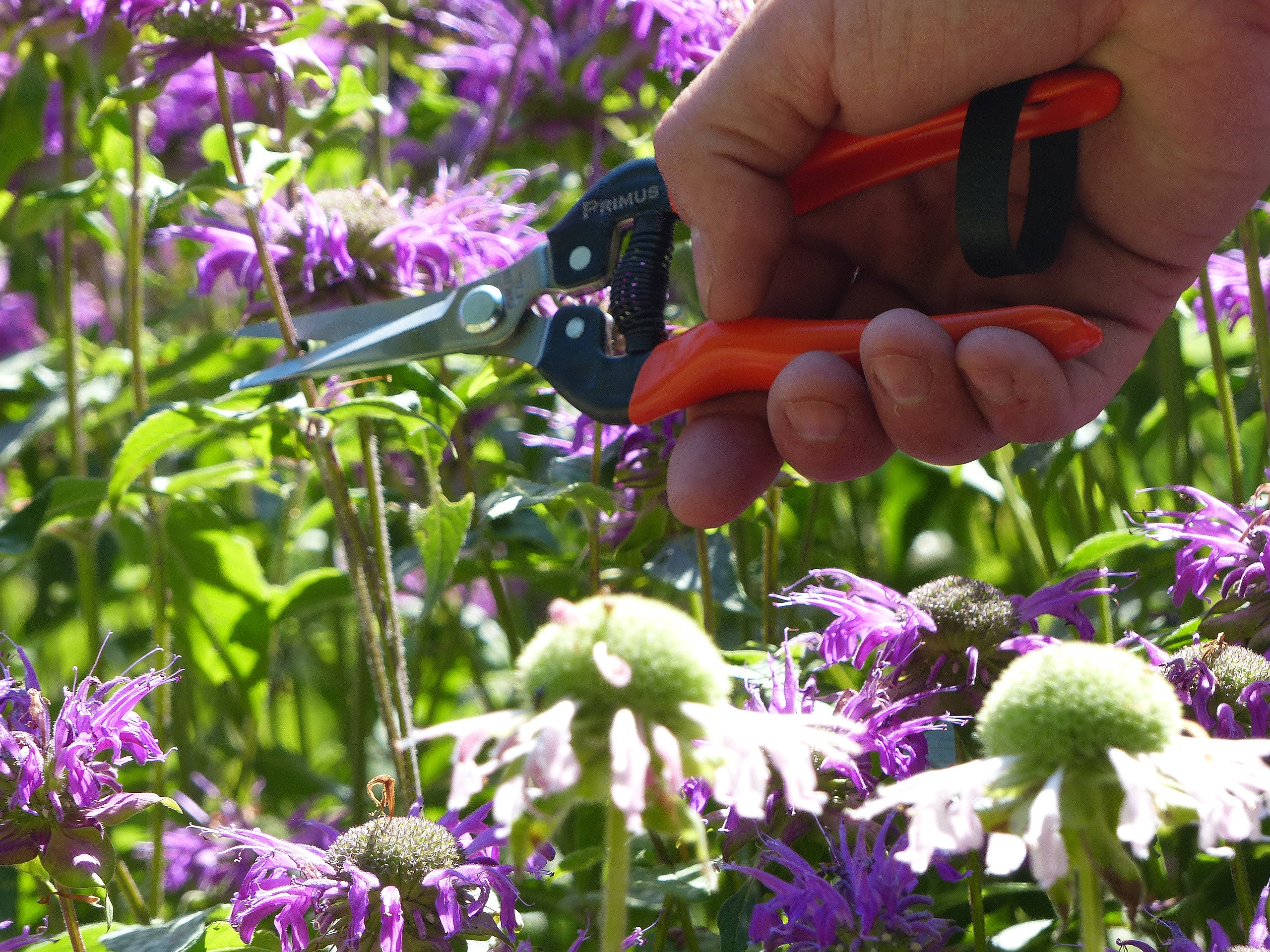 Die Wunderschere – Garten-Schere schneidet violette Blumen in einem sonnenbeschienenen Garten und unterstreicht ihre universelle Anziehungskraft und Präzision für alle Gartenarbeiten.