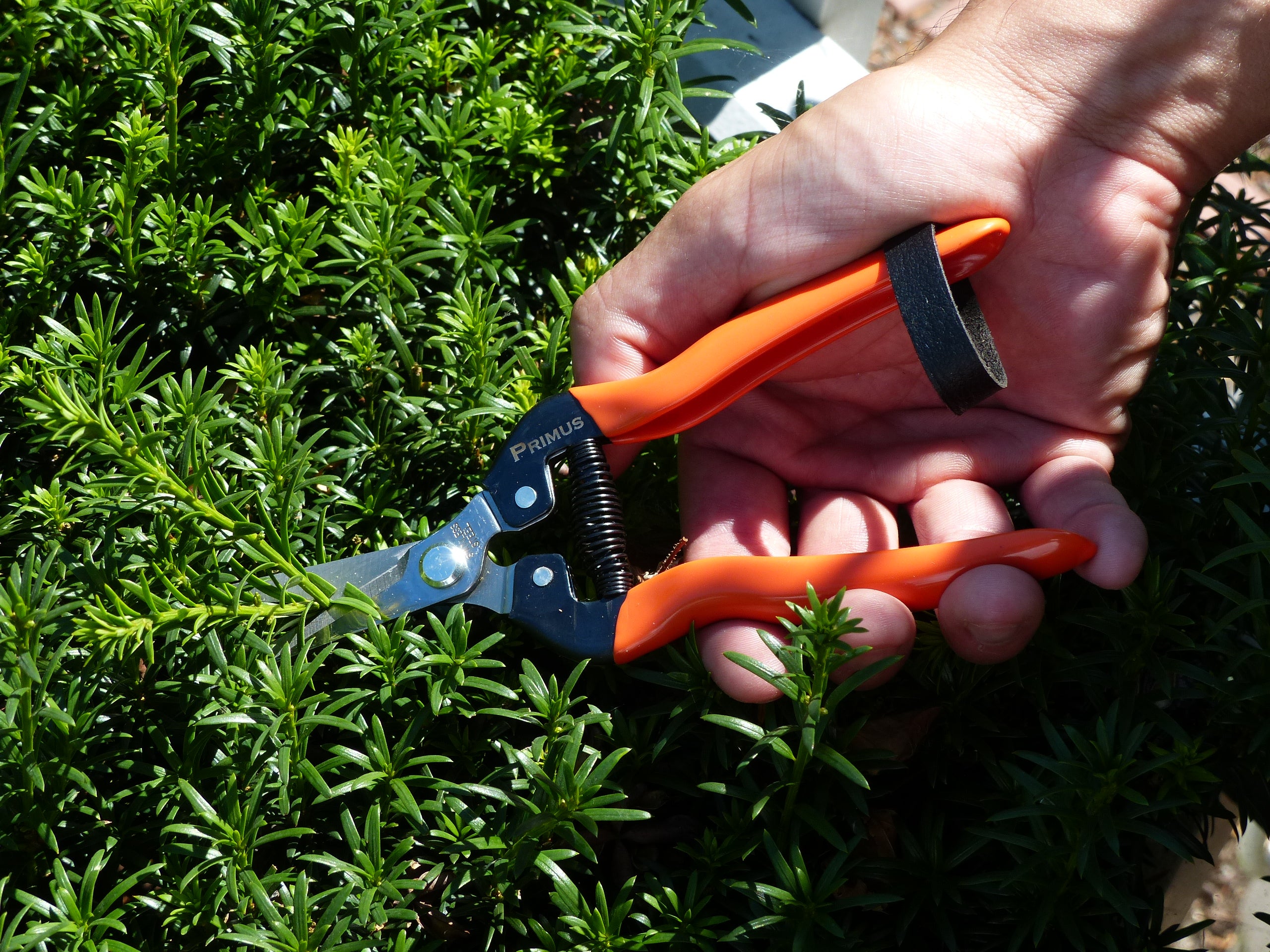 In der Hand hält sie die Wunderschere – Garten-Schere, ein vielseitiges Werkzeug, und schneidet im hellen Sonnenlicht grüne Strauchzweige.