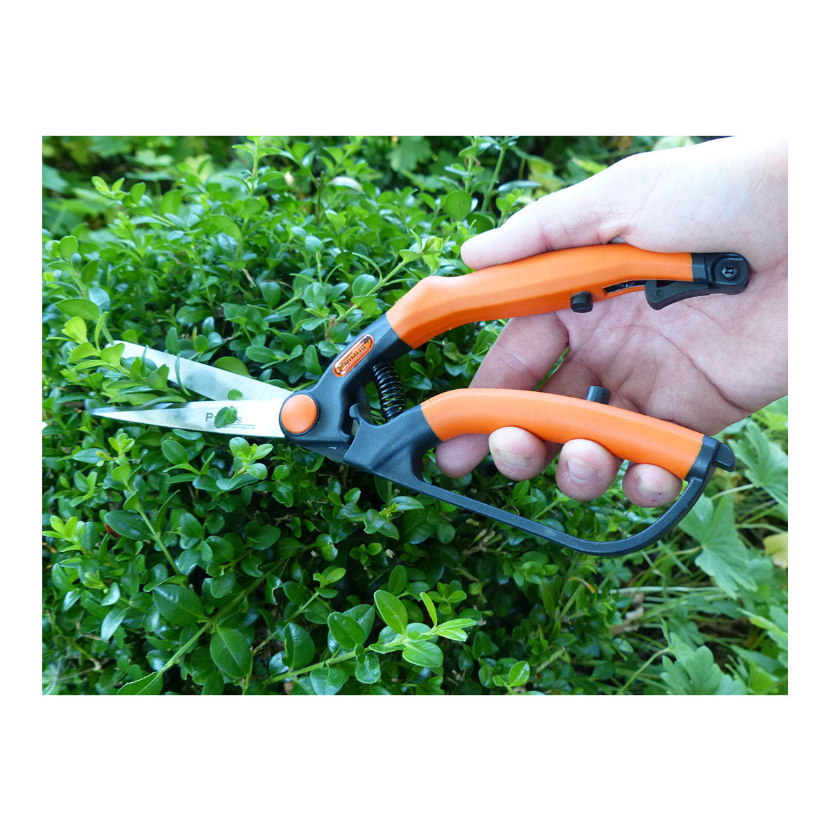 Eine Hand führt mit der orangestieligen Buchsbaumschere klein aus gehärtetem Spezialstahl Form- und Feinschnitt an grünen Büschen durch.