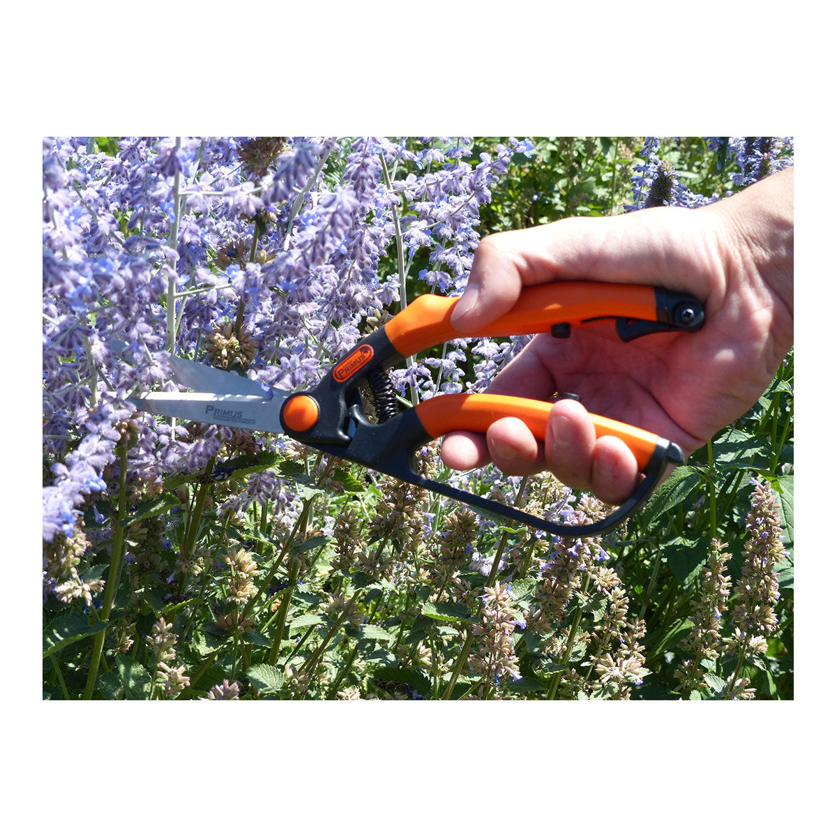 Mit der Buchsbaumschere klein aus gehärtetem Spezialstahl schneidet eine Hand lila Blumen im Garten und erzielt einen präzisen Form- und Feinschnitt.