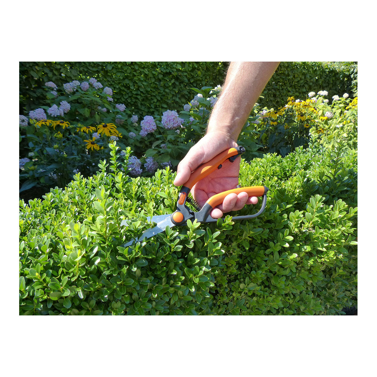 Eine Hand schneidet mit der Buchsbaumschere klein aus gehärtetem Spezialstahl eine grüne Hecke, im Hintergrund Blumen und Blattwerk. Ideal für präzisen Form- und Feinschnitt im Garten.