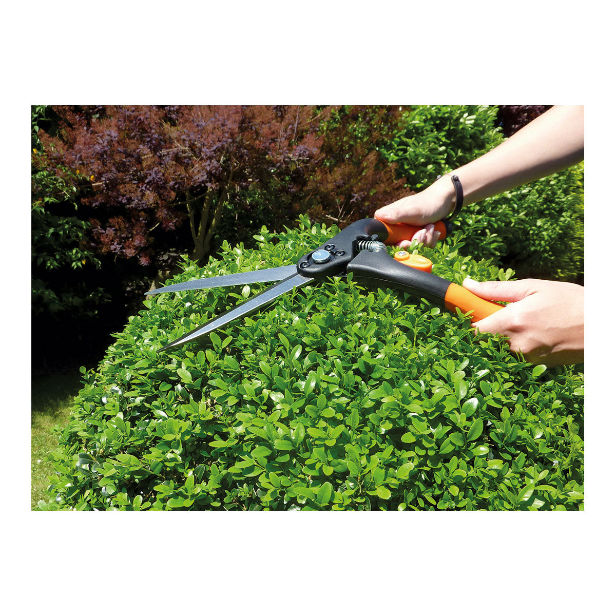 Hände schneiden in einem Garten mit der großen Buchsbaumschere mit hartverchromten Klingen einen grünen Busch in Form.