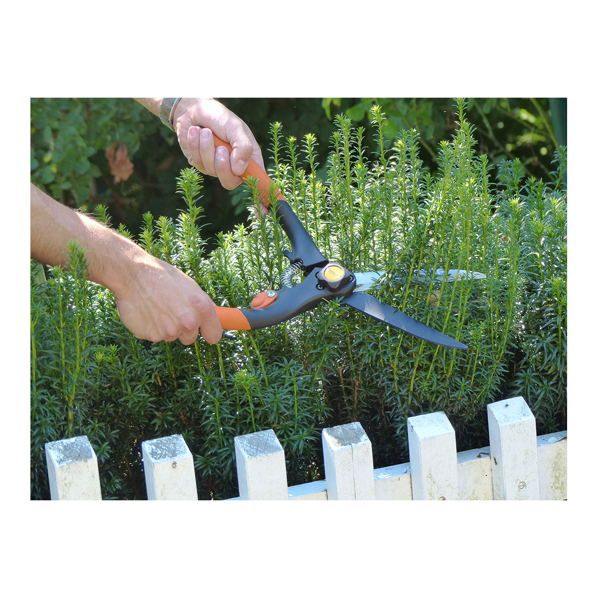 Hände schneiden eine grüne Hecke mit der Buchsbaumschere groß, mit hartverchromten Klingen, über einem weißen Holzzaun für präzisen Formschnitt.